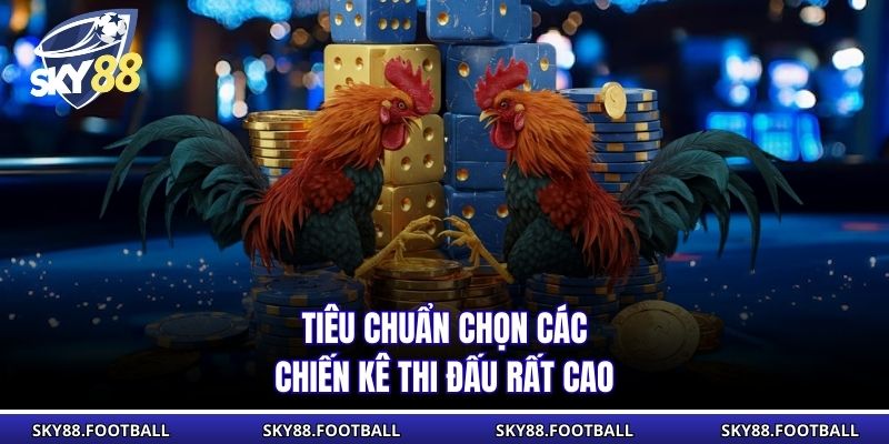 Tiêu chuẩn chọn các chiến kê thi đấu rất cao
